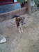 Hunde hier ohne Ende