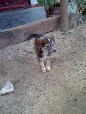 Hunde hier ohne Ende