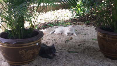 Hauskatzen des AquaOne Resorts