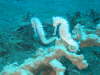 Seahorserennen am Popo Divespot