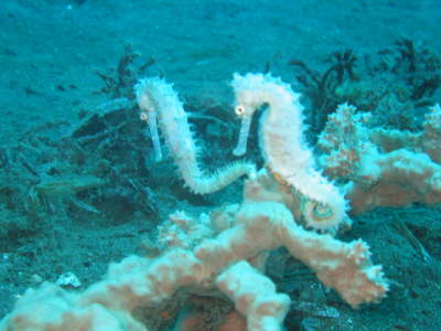 Seahorserennen am Popo Divespot