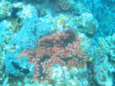 Anemonen