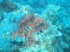 Anemonenfish