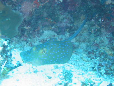 Balupunktrochen vor Bunaken