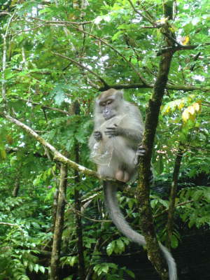 Mitbewohner