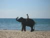 Zoo am Nai Yang Beach