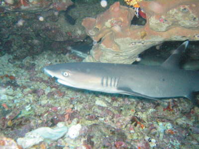 White Tip darf nicht fehlen