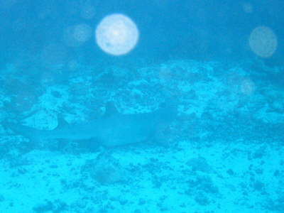 Hai auf ca. 45 Meter