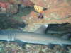 Shark in the cave