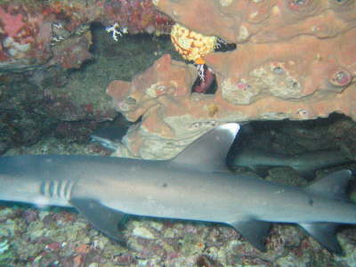Shark in the cave