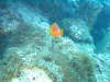 Nemo vor Kho  Whaeo