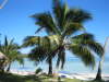 Beach des Les Tipaniers
