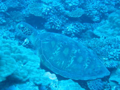 Zur Abwechslung gab�s auch riesen Turttles