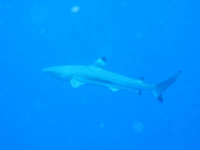 Black-Tip