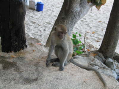 Affen-Alarm auf Railay