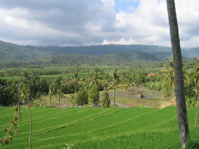 Reisfeld auf Bali auf der R�ckfahrt zum Airport