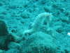 Seahorse