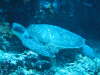 waren diese wundersch�nen Turtles