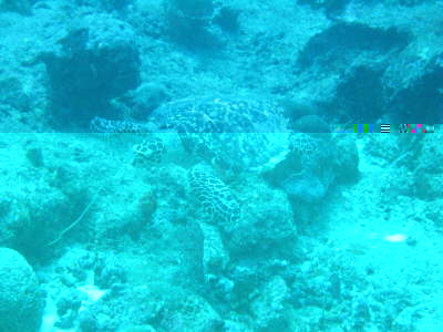 Turtle die 88te