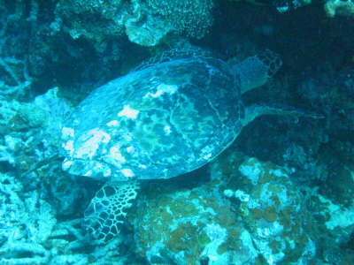 Turtle ab ins Versteck