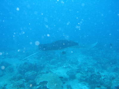 Manta am Muli Out Reef