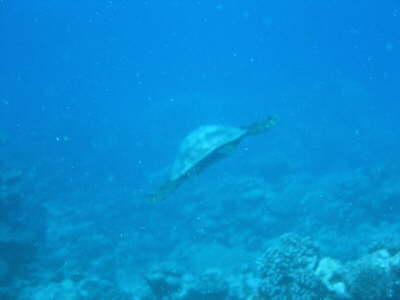 Turtle auf der Flucht
